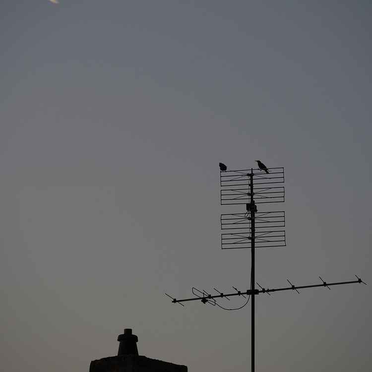 Antennengezwitscher am Morgen