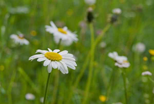 Blumenwiese