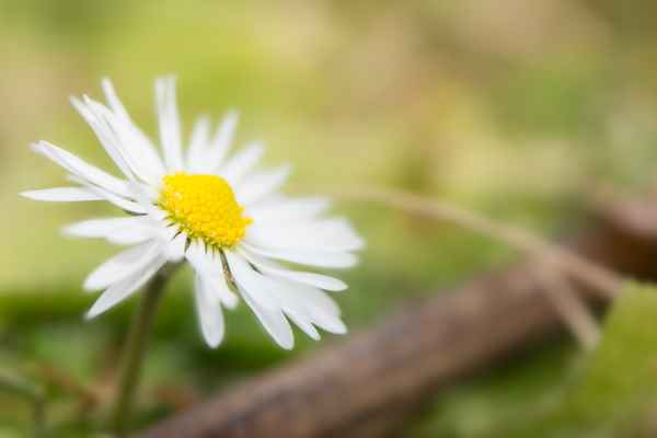 Blüte Gänseblümchen