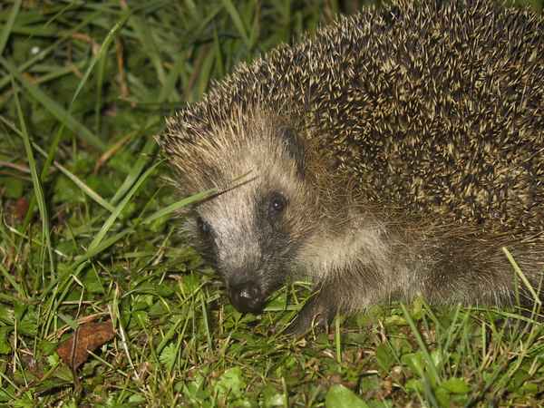 Igel in der Nacht