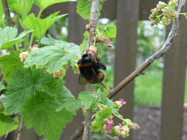 Hummel an Beerenstrauch_2