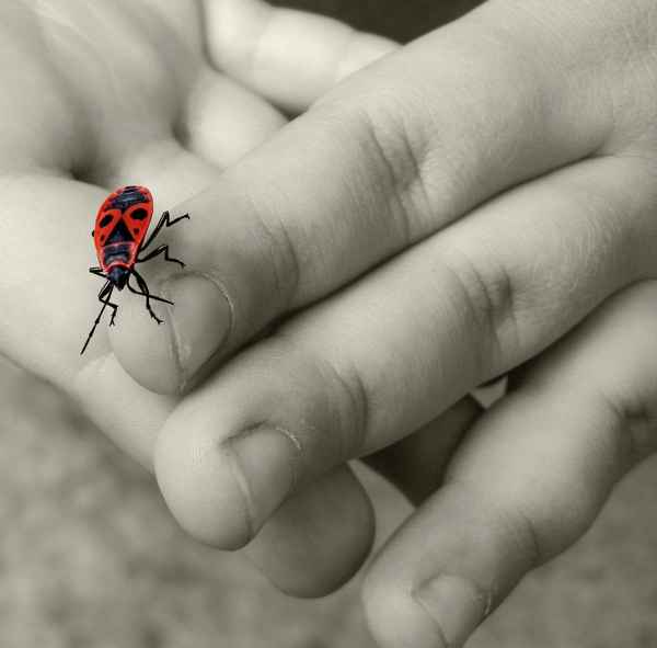 Feuerwanze & Kinderhand