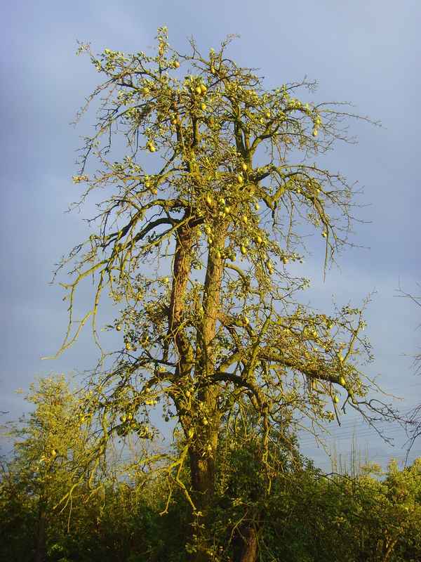 Alter Birnbaum im Herbst auf einer Streuobstwiese bei Gewitterstimmung