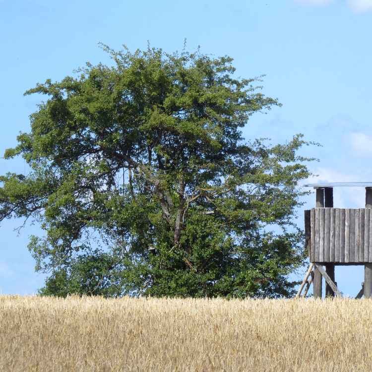 Hochsitz und Baum