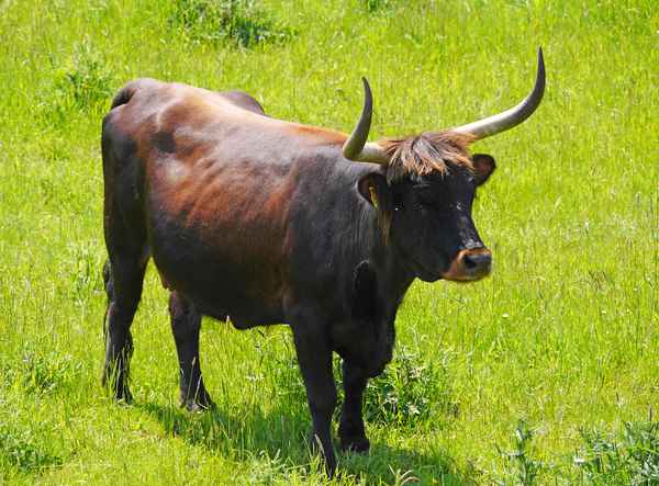 La Vaca