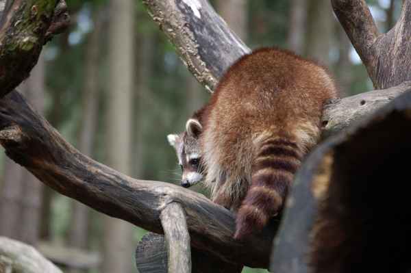 Ein Waschbär