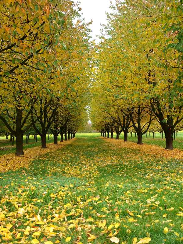 Kirschbaumreihen im Herbst
