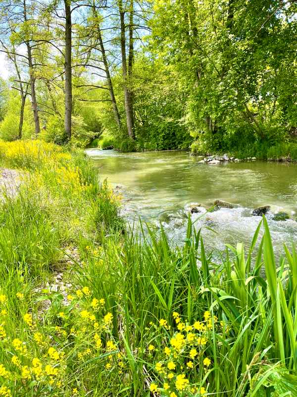 Renaturierte Waldach_hoch