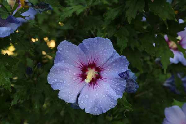 Malvenblüte