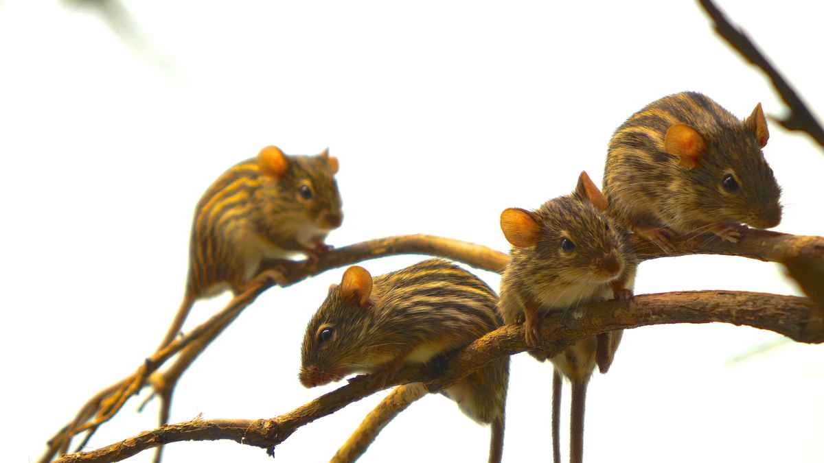 Afrikanische Streifenmaus