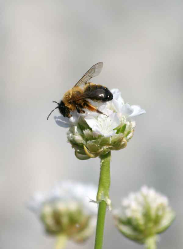 Biene an Grasnelke 2
