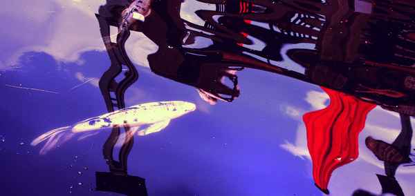 Koi im little sea
