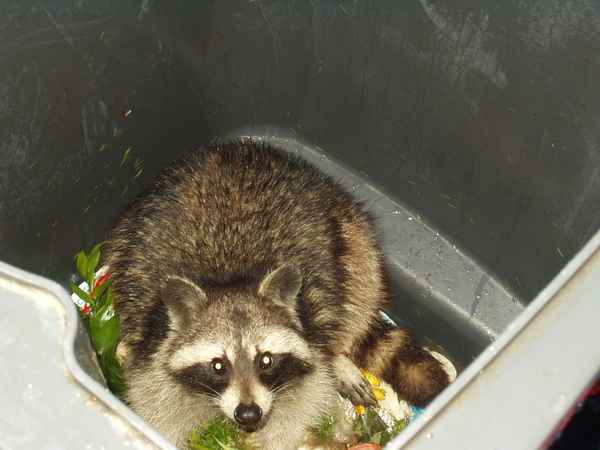 Waschbär in Mülltonne