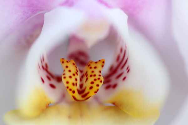 Innenleben einer Orchidee