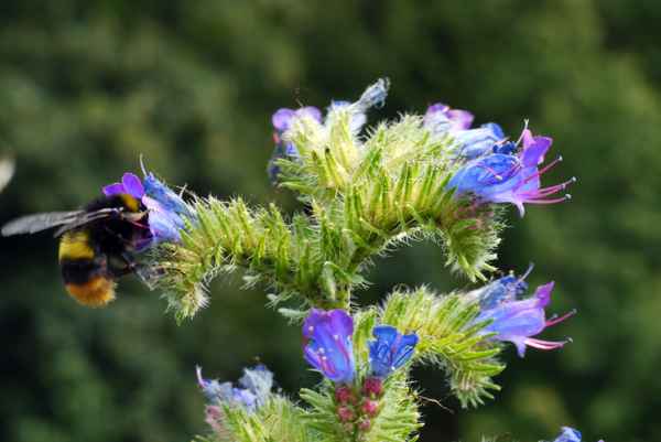 Bizarre Wildblüte . . . .