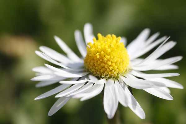 Gänseblümchen neu