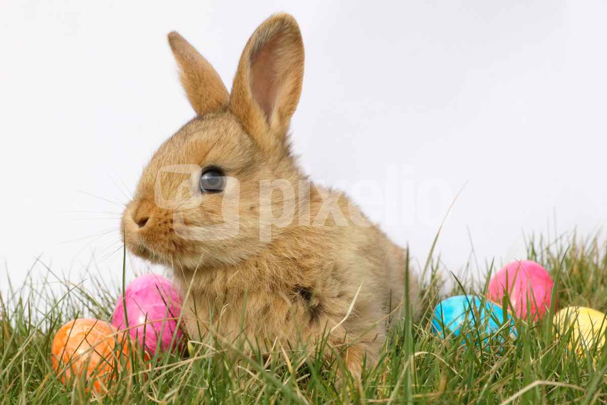 Kleiner kuscheliger Osterhase