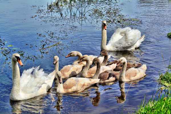 Schwanenfamilie