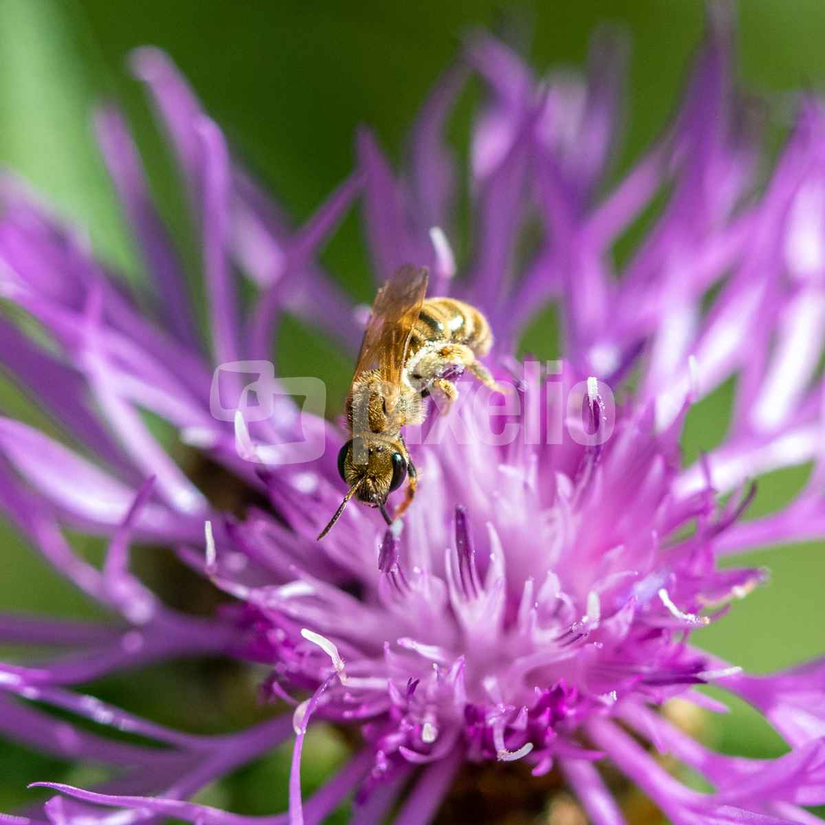 Kleine Seidenbiene