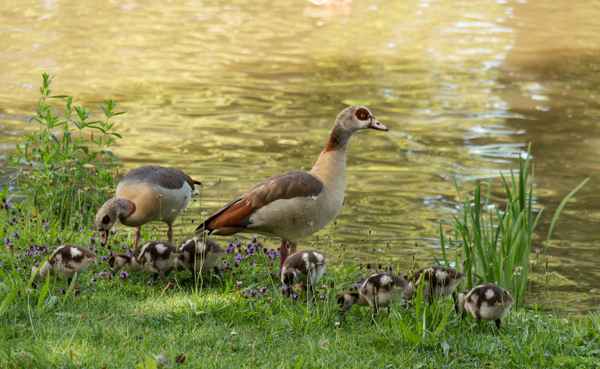 Nilgans-Familie