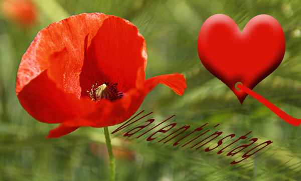 schönen valentinstag