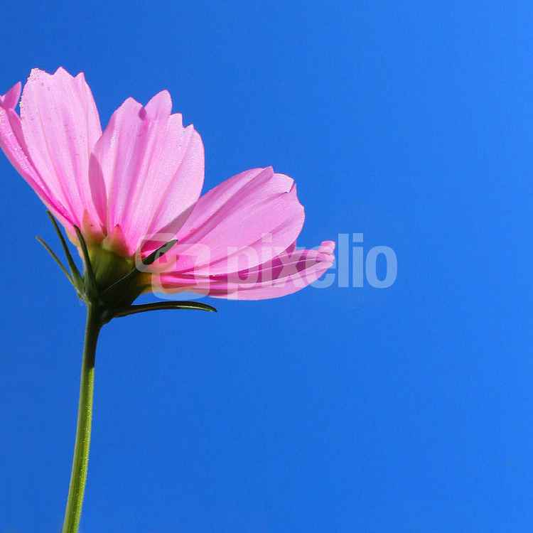 COSMEA I