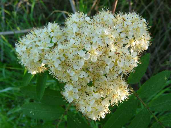Ebereschenblüte