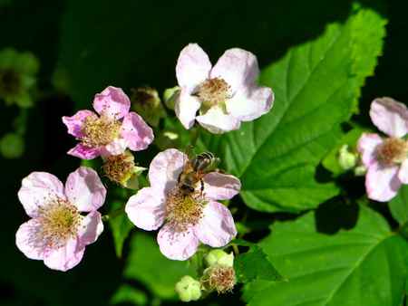 Biene in Brombeerbl&uuml;te