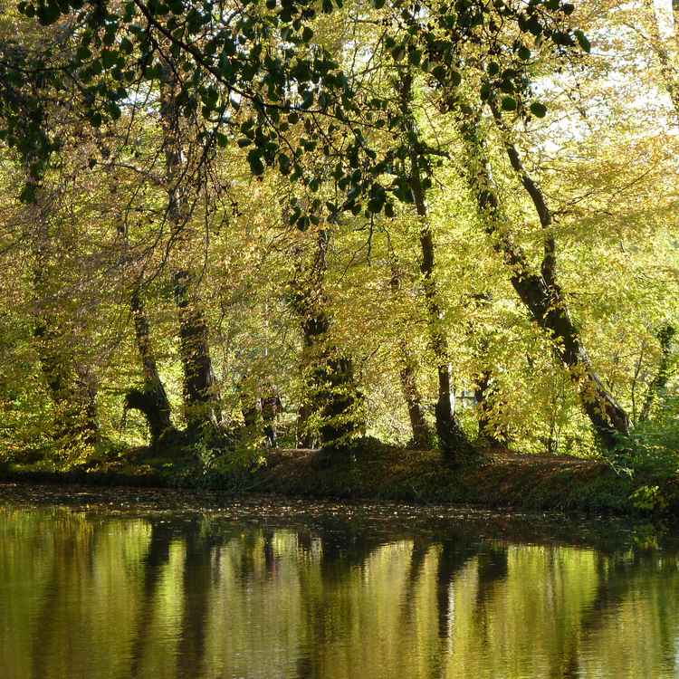 Herbststimmung 1