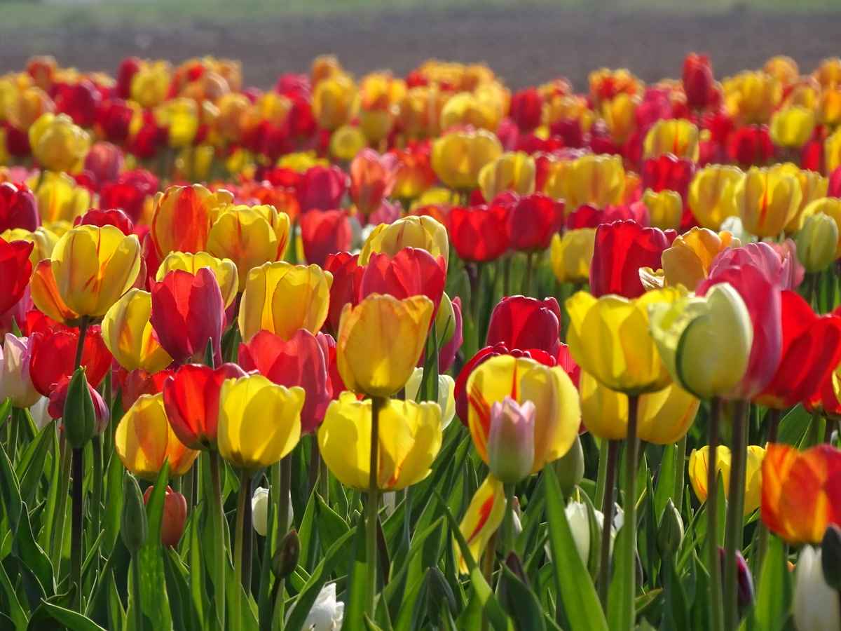 Tulpenzeit