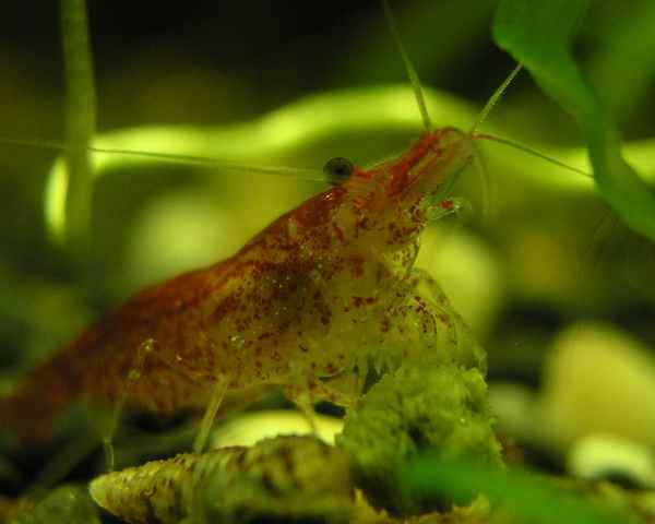 Red Fire Garnele