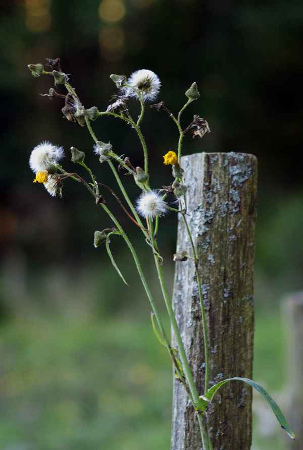 Pusteblume...? Pustekuchen!