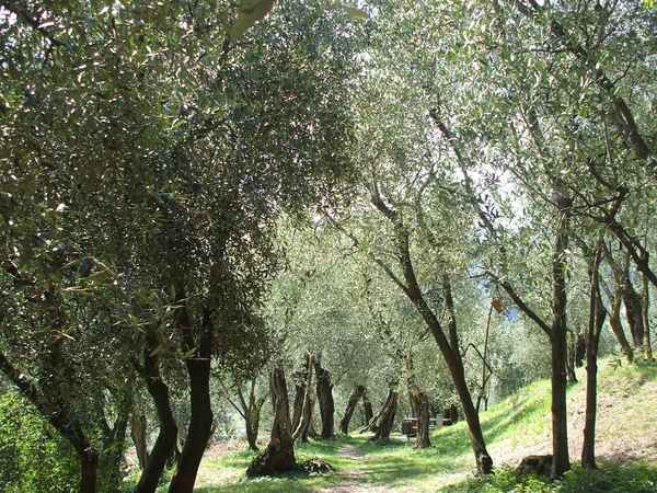 Olivenhain