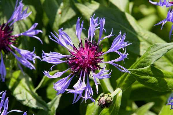 Berg-Flockenblume