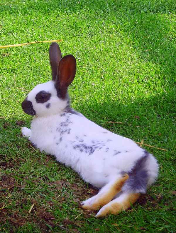 Schneller als man denkt, steht Ostern vor der Tür...