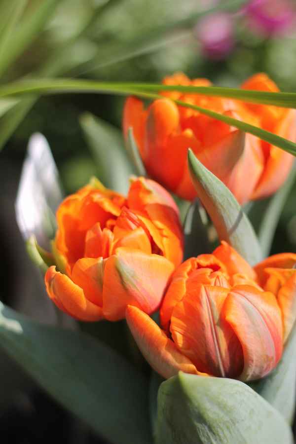 drei Tulpen