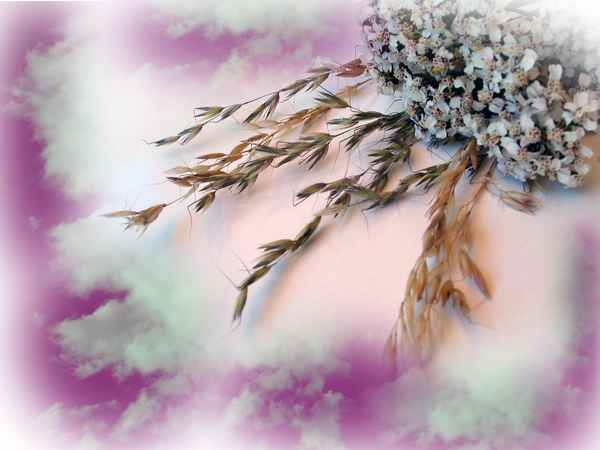 Blumenhimmel