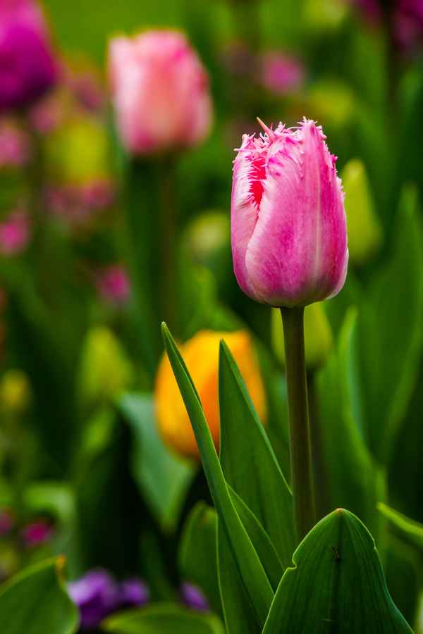 Graziöses Tulpen-Solo