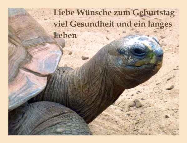 Liebe Wünsche