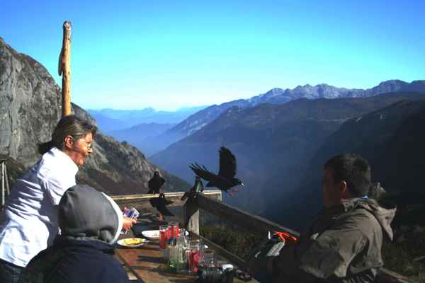 Freche Dohlen,wolln sich was zum Knabbern holen