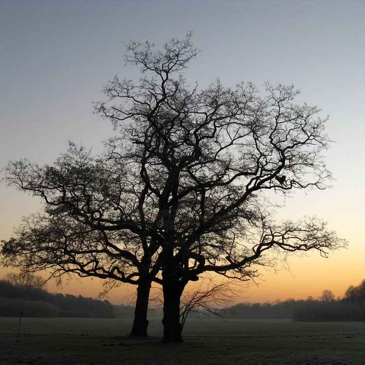 Zwei Bäume am Morgen