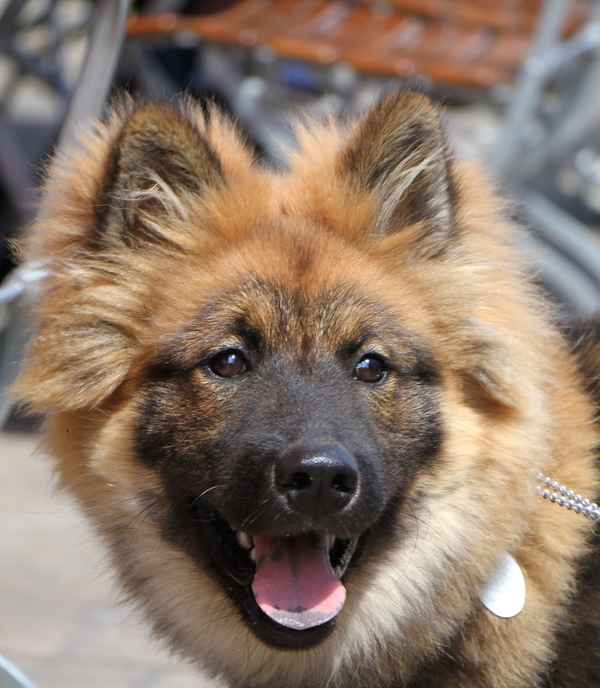 Eurasier Portrait