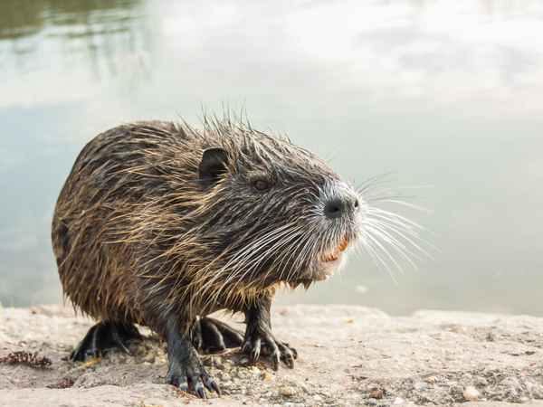 Nutria