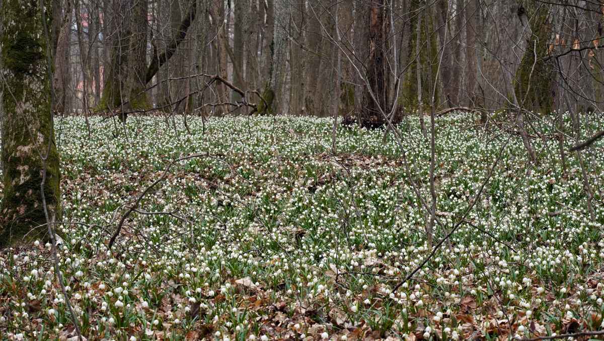 Frühlingsknotenblumenteppich