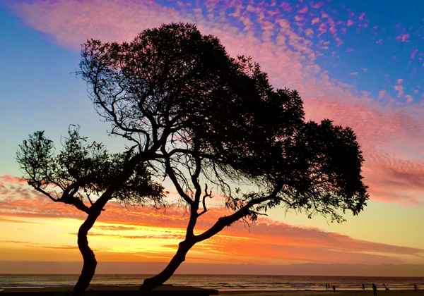 Kiefer im Abendrot am Meer