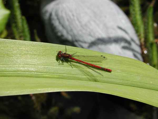 Libelle
