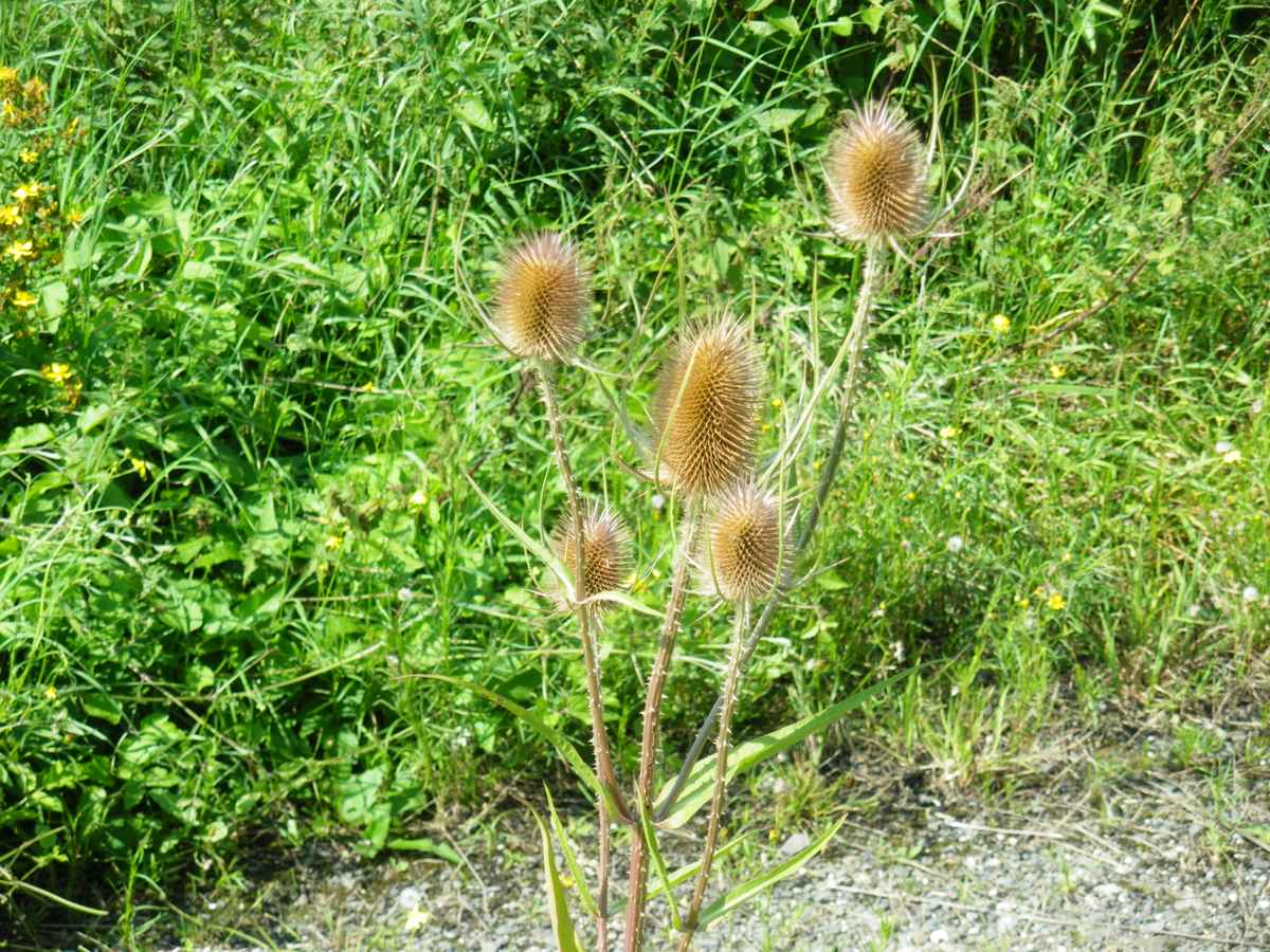 Stachelig