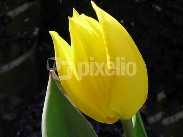Tulpe 2