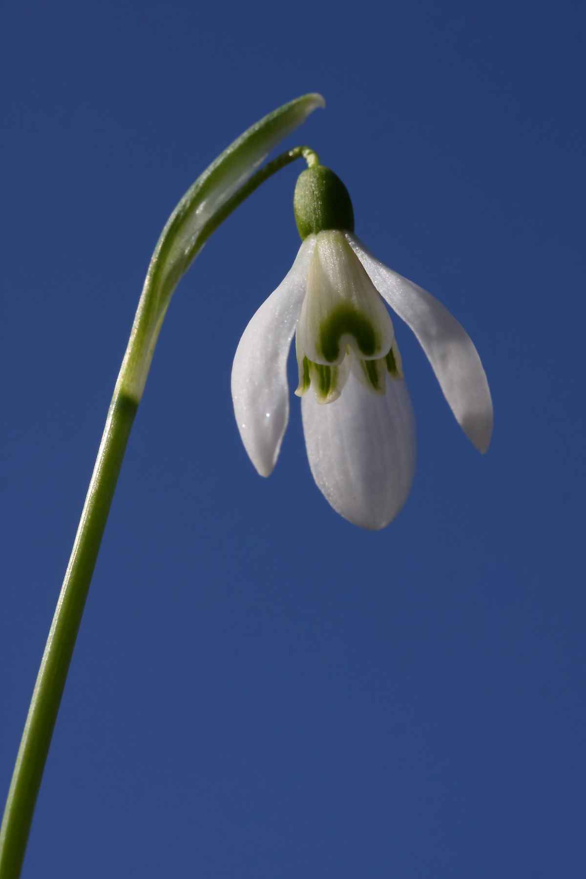 Schneeglöckchen