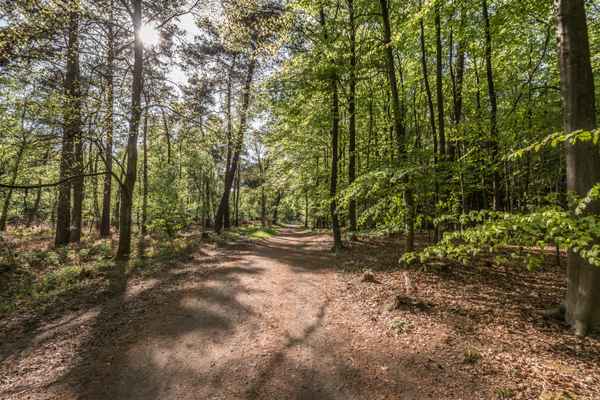 Spaziergang am Waldrand